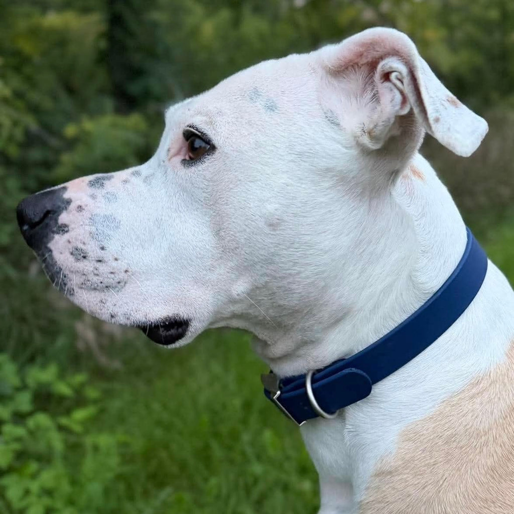 Classic Biothane® Collar