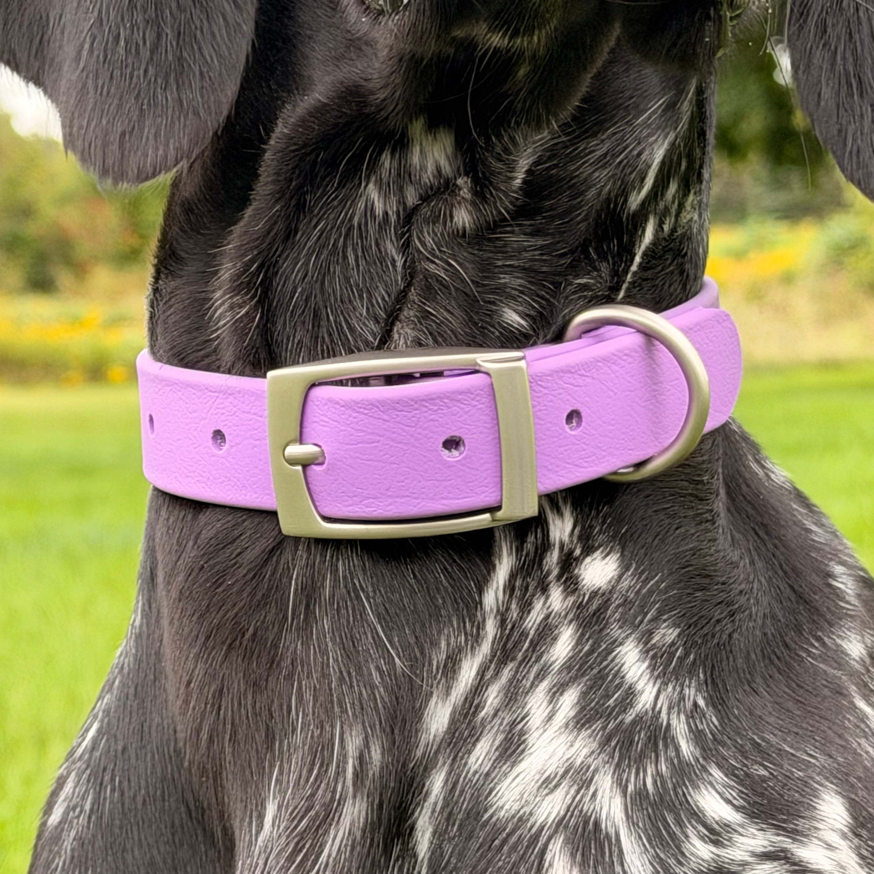 Classic Biothane® Collar